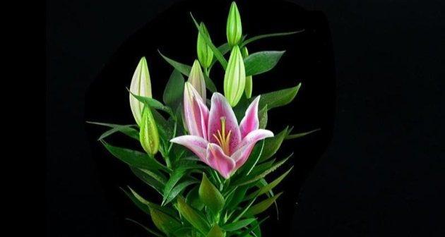 百合花适合放在哪里？摆放在什么位置养好？