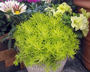北方盆景植物有哪些？它们的特点是什么？