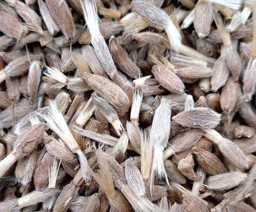 白术种子可以吃吗？食用时需要注意什么？