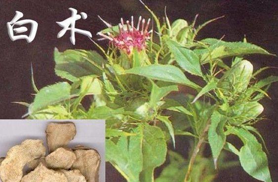 白术种子可以吃吗？食用时需要注意什么？