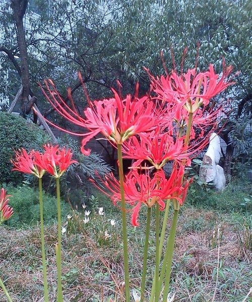 彼岸花种子有毒吗？对人体健康有何影响？