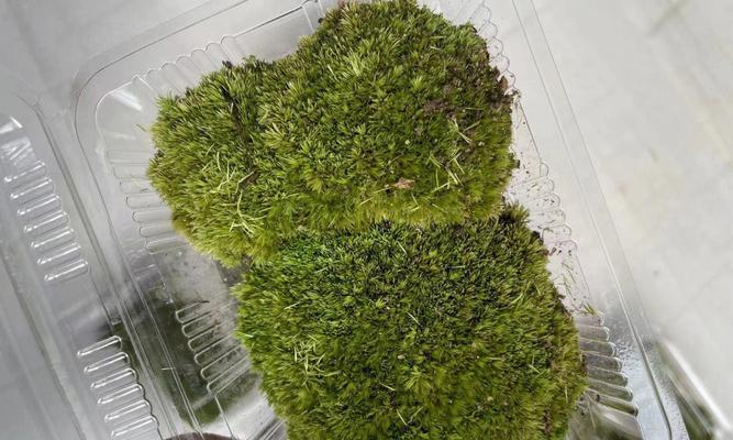 白发藓怎么养护才能绿油油？养护技巧有哪些？