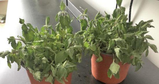 薄荷叶子发黑怎么办？解决方法有哪些？