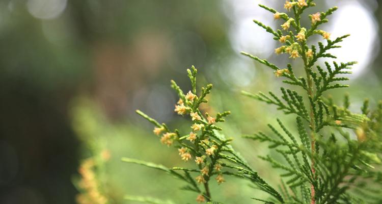 柏树开花有什么预兆？柏树开花的寓意是什么？