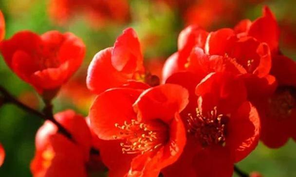代表吉祥的花有哪些？吉祥的花的花语是什么？