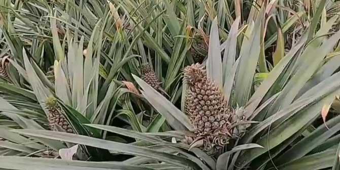 菠萝几年开花结果？菠萝的开花结果周期是什么？