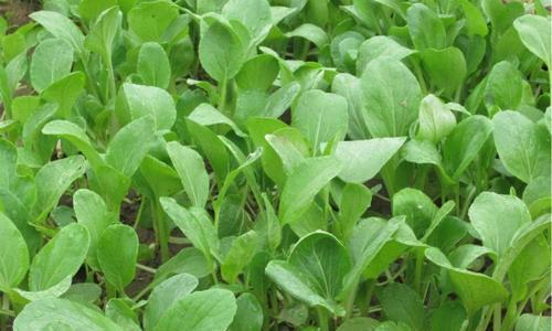 白菜的种植方法和时间是什么？白菜的种植技巧有哪些？
