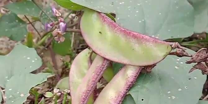 扁豆是多年生植物吗？扁豆的分类和特点是什么？