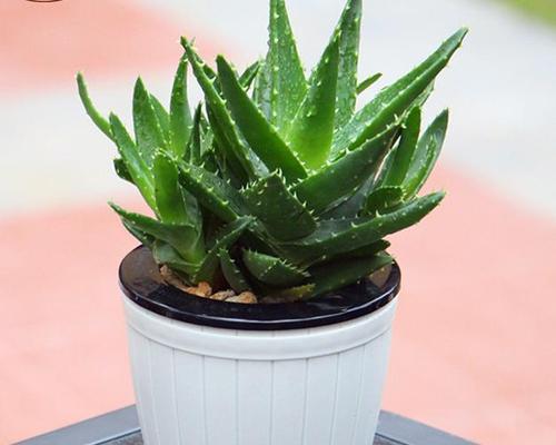 白酒可以浇芦荟吗？白酒浇芦荟的效果如何？