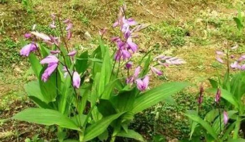 白芨的功效与作用是什么？白芨的药用价值是什么？