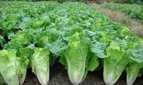 白菜是什么植物？白菜的分类和特点是什么？