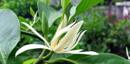白兰花适合在室内养吗？白兰花的室内养护注意事项是什么？