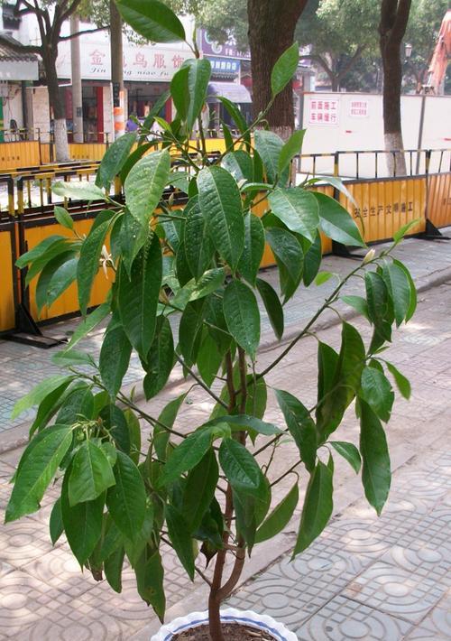 白兰花适合在室内养吗？白兰花的室内养护注意事项是什么？