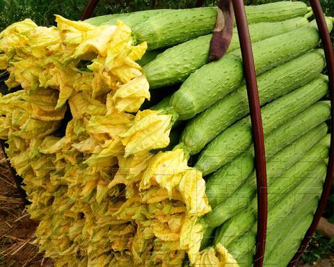 八角丝瓜几月开花结果？八角丝瓜的开花结果时间是什么？
