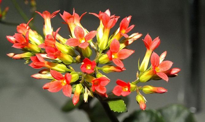 玻璃翠花有毒吗？玻璃翠花可以放在室内养吗？