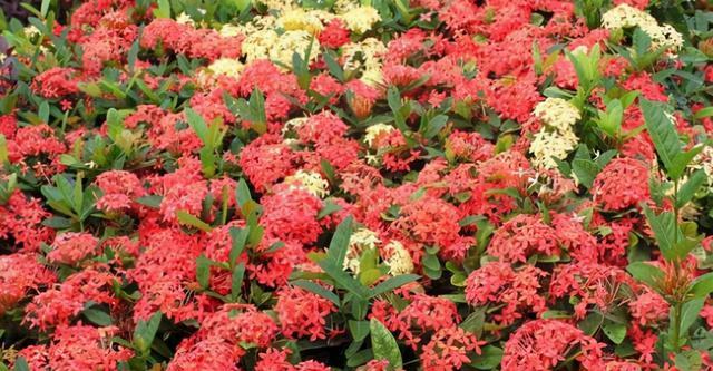 12月适合种什么花？12月适合种植的花卉有哪些？