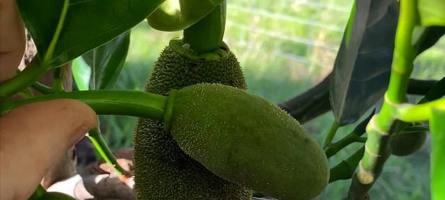 菠萝蜜的籽可以种吗？菠萝蜜籽的种植方法是什么？