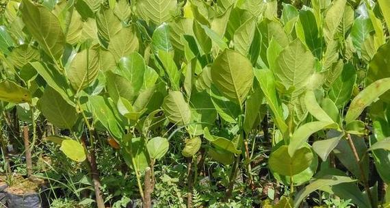 菠萝蜜的籽可以种吗？菠萝蜜籽的种植方法是什么？