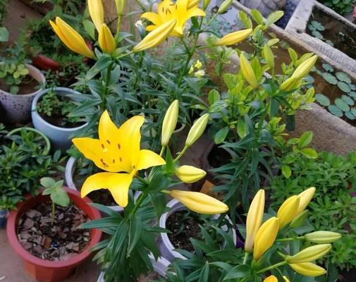 百合花种植时间什么时候栽种最好？百合花的最佳种植时间是什么？