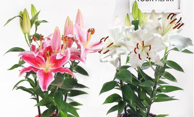 百合花种植时间什么时候栽种最好？百合花的最佳种植时间是什么？