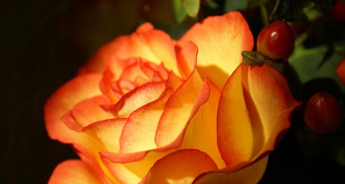 表示勇敢的花花语是勇敢的花？勇敢的花的花语是什么？