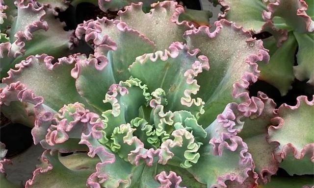 包菜多肉怎么养护？包菜多肉的养护技巧有哪些？