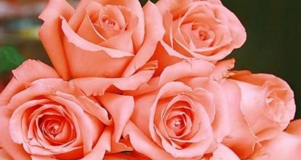 61朵玫瑰花花语代表什么意思？61朵玫瑰花的花语是什么？