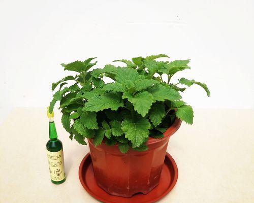 薄荷喜肥吗？薄荷喜欢施什么肥料？