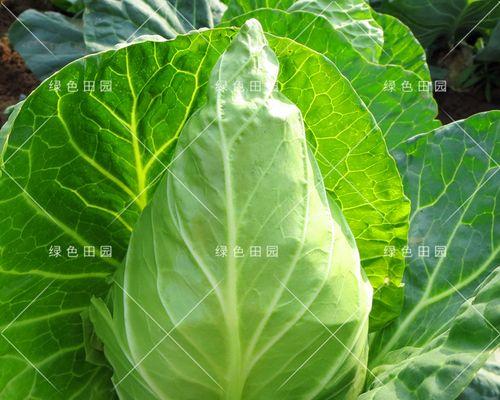 包菜耐寒多少度？包菜的耐寒性如何？