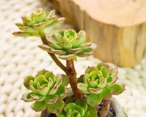 白醋可以浇多肉植物吗？白醋浇多肉植物的效果如何？