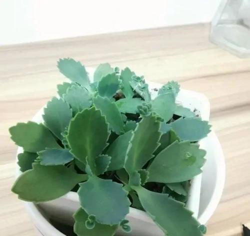 白醋可以浇多肉植物吗？白醋浇多肉植物的效果如何？