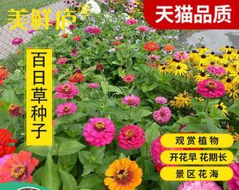 百日草种子怎么种植？百日草种子的种植方法是什么？