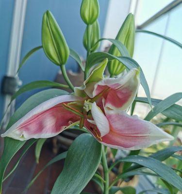 百合几月份种植合适？百合的最佳种植时间是什么？