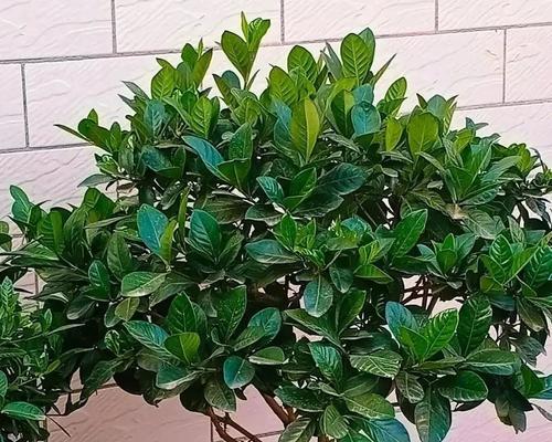 阿莫西林可以浇花吗？阿莫西林浇花的效果如何？