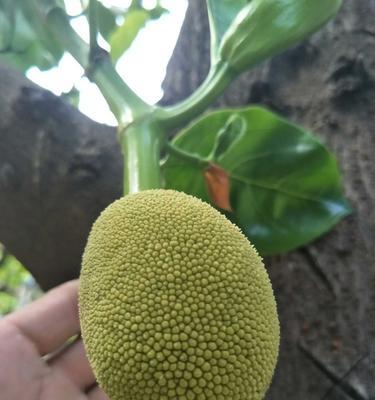 菠萝蜜品种排名哪个品种好吃？菠萝蜜的最佳品种是什么？