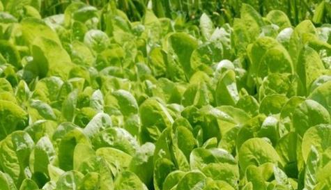 菠菜是双子叶植物吗？菠菜的分类和特点是什么？