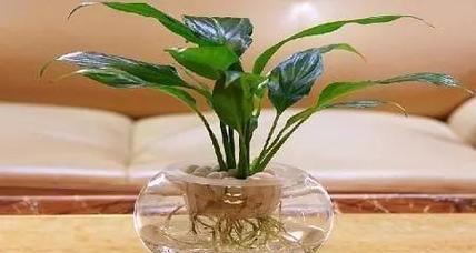 阿司匹林可以浇绿萝吗？阿司匹林浇绿萝的效果如何？