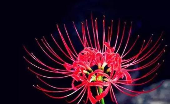 彼岸花几月休眠？彼岸花休眠期的处理方法是什么？