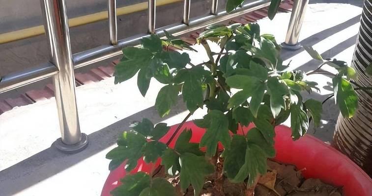 彼岸花几月休眠？彼岸花休眠期的处理方法是什么？