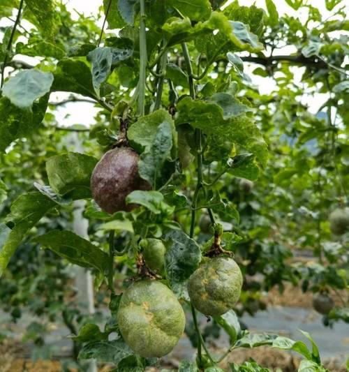 百香果病毒病症状与防治方法是什么？百香果病毒病的防治措施有哪些？