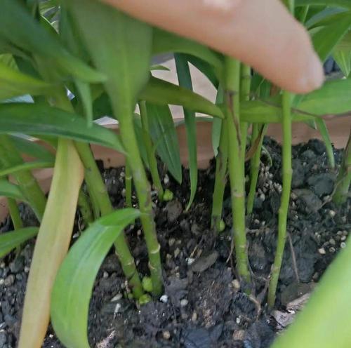 百合花配土方法是什么？百合花适合种植的土壤类型有哪些？