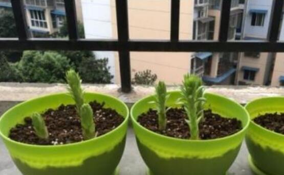 百合花配土方法是什么？百合花适合种植的土壤类型有哪些？