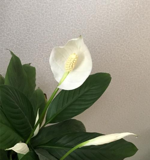 白掌花语象征与寓意是什么？白掌的寓意是什么？