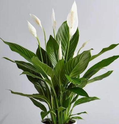 白掌花语象征与寓意是什么？白掌的寓意是什么？