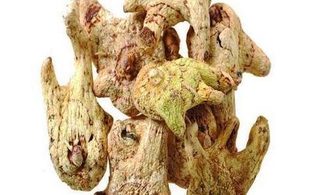 白芨喜阴还是喜阳？白芨的养护环境要求是什么？