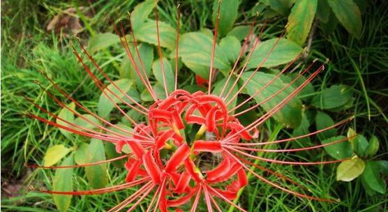 彼岸花花期多长时间？彼岸花的花期有多长？