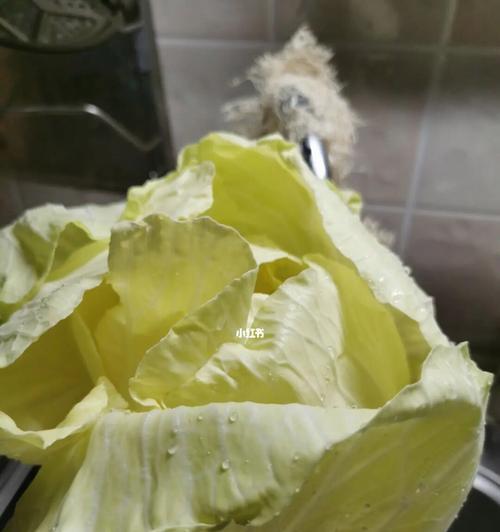 白菜能放冰箱吗？白菜的储存方法是什么？