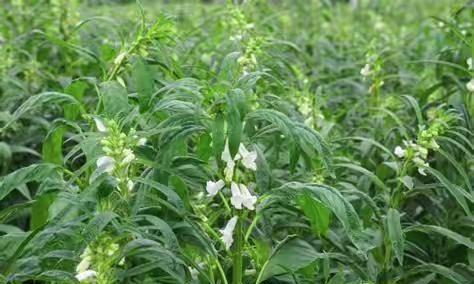 白芝麻种植时间和方法是什么？白芝麻的种植技巧有哪些？
