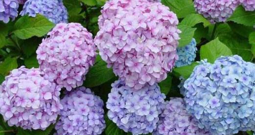 表示重逢的花花语是重逢的花有哪些？重逢的花的花语是什么？