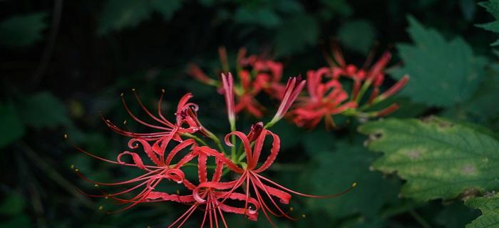 彼岸花有毒吗？彼岸花可以在家里养吗？
